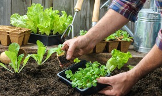 芸苔素和赤霉素有什么区别 芸苔素和赤霉素有什么区别图片