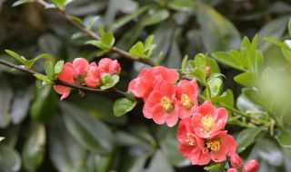 花开到荼糜散文（花开到荼糜,那牵挂就落地了）