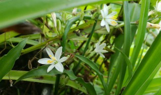 吊兰开花是什么兆头（吊兰开花意味着什么）