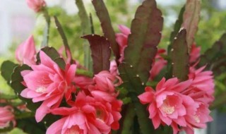 令箭开花是什么兆头 令箭开花图片欣赏