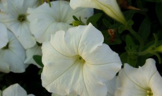 月光花的花语（花语是白月光的花）