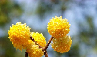 结香花的花语是什么 结香花的花语是什么意思