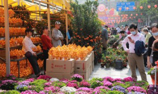 什么花的花语是回忆（什么花的花语是回忆美好）