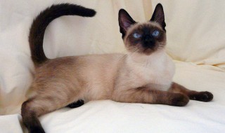 暹罗猫为什么越来越黑（暹罗猫为什么越来越黑是在适应环境吗）