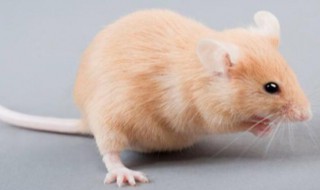 鼠是什么意思 鼠目寸光是什么意思