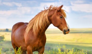 2022年财运最好的人 2022年财运最好的人是什么