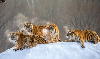 2022年属虎人的全年运势 2022年属虎人的全年运势1986出生