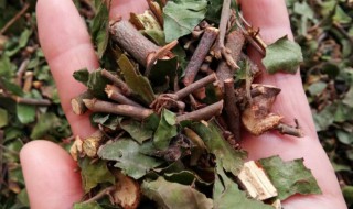 什么是桑寄生（什么是桑寄生茶）