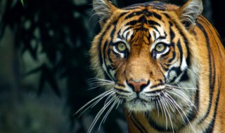 什么的老虎 什么的老虎填空词语二年级下册