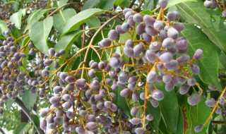 女贞子是什么（女贞子是什么药）