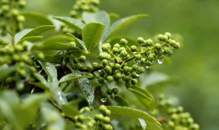 藤椒是什么 藤椒是什么样子的