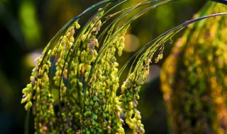 黍米是什么 黍米是什么农作物