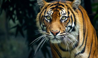 2022年虎年春节祝福语（2022年虎年春节祝福语朋友圈）