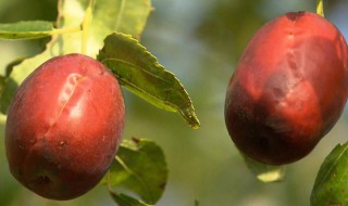 长木枣是什么（木枣长什么样）