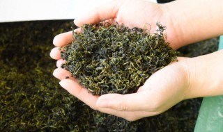 野生茶是什么茶（野生茶是什么茶类）