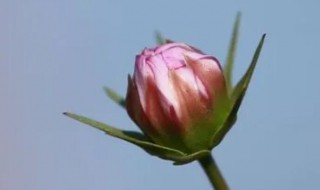 人无千日好花无百日红的意思（人无千日好,花无百日红是什么意思?）