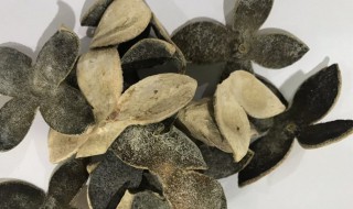 青皮是什么 青皮是什么皮质