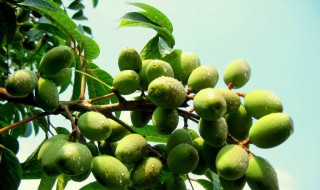 橄榄煲汤要不要去核（橄榄煲汤橄榄要去核吗）