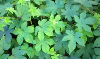 葎草有什么用 葎草一般用于什么