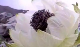 雪莲是什么 雪莲是什么颜色