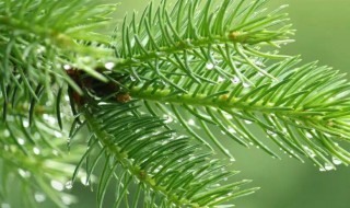 松针是什么（松针是什么树的叶子）