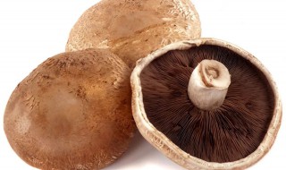 什么是褐菇 褐菇是不是香菇