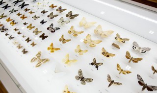 什么的蝴蝶（什么的蝴蝶动词）