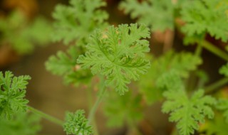 天竺葵的繁殖方法 天竺葵的繁殖方法有哪些