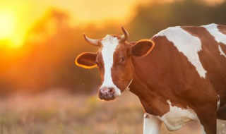 97年属什么的 97年属什么的生肖什么命