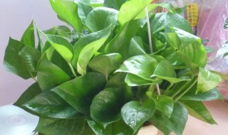 怎样养好绿萝 怎样养好绿萝特别是冬天