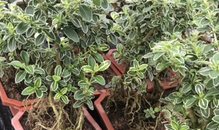 如何养护六月雪盆景（六月雪盆景制作与养护）