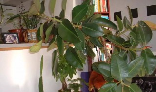 盆栽橡皮树时应选用哪些品种（盆栽橡皮树时应选用哪些品种的土）