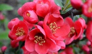 海棠花有几种怎样养护管理（海棠花有几种怎样养护管理方法）