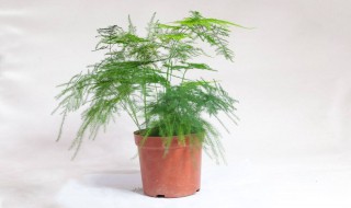 怎样预防文竹焦叶 怎样预防文竹焦叶病害