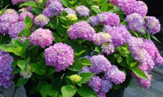 怎样让绣球花在春节开放 怎样让绣球花在春节开放呢