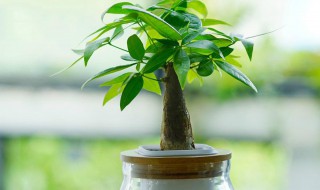 发财树栽培养护的注意事项（发财树的养护及注意事项）