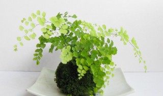 怎样繁殖铁线蕨（铁线蕨利用种子繁殖吗）