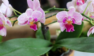 怎样繁殖和养好蝴蝶兰（怎样繁殖和养好蝴蝶兰花）