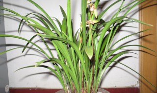 怎样繁殖剑兰 怎样繁殖剑兰花苗