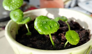 铜钱草施肥技术（铜钱草施肥技术与管理）