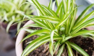 吊兰叶尖为何容易干枯 吊兰叶尖发枯