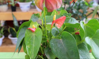在室内种养红掌时怎样避免出现生理病害 在室内种养红掌如何避免出现生理病害