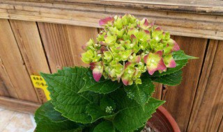 绣球花怎样栽培管理（绣球花怎样栽培管理方法）