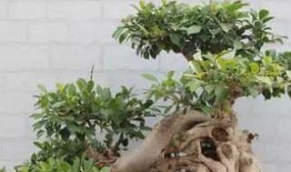 榕树盆景有哪些特点（榕树盆景有哪些特点和用途）