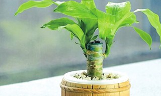 巴西木施肥技术（巴西木 施肥）