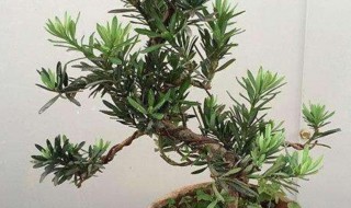 罗汉松怎样整形修剪（罗汉松怎样整形修剪好看）