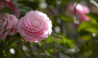 山茶花怎样地栽 山茶花怎么栽