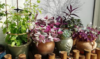 婚礼吊兰锦养殖方法 婚纱吊兰锦的养殖方法和注意事项