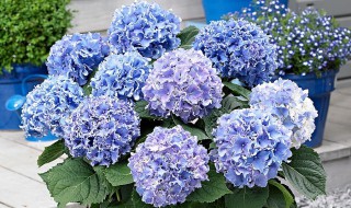 盆栽绣球花为什么不开花（为什么种的绣球花不开花）