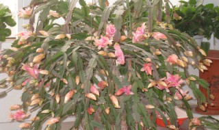 怎么使蟹爪兰的生理病害最少 蟹爪兰的病虫害